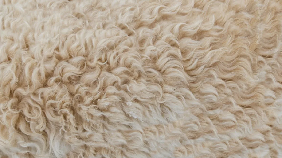Yün ile Kemik Onarımında Çığır Açan Gelişmeler