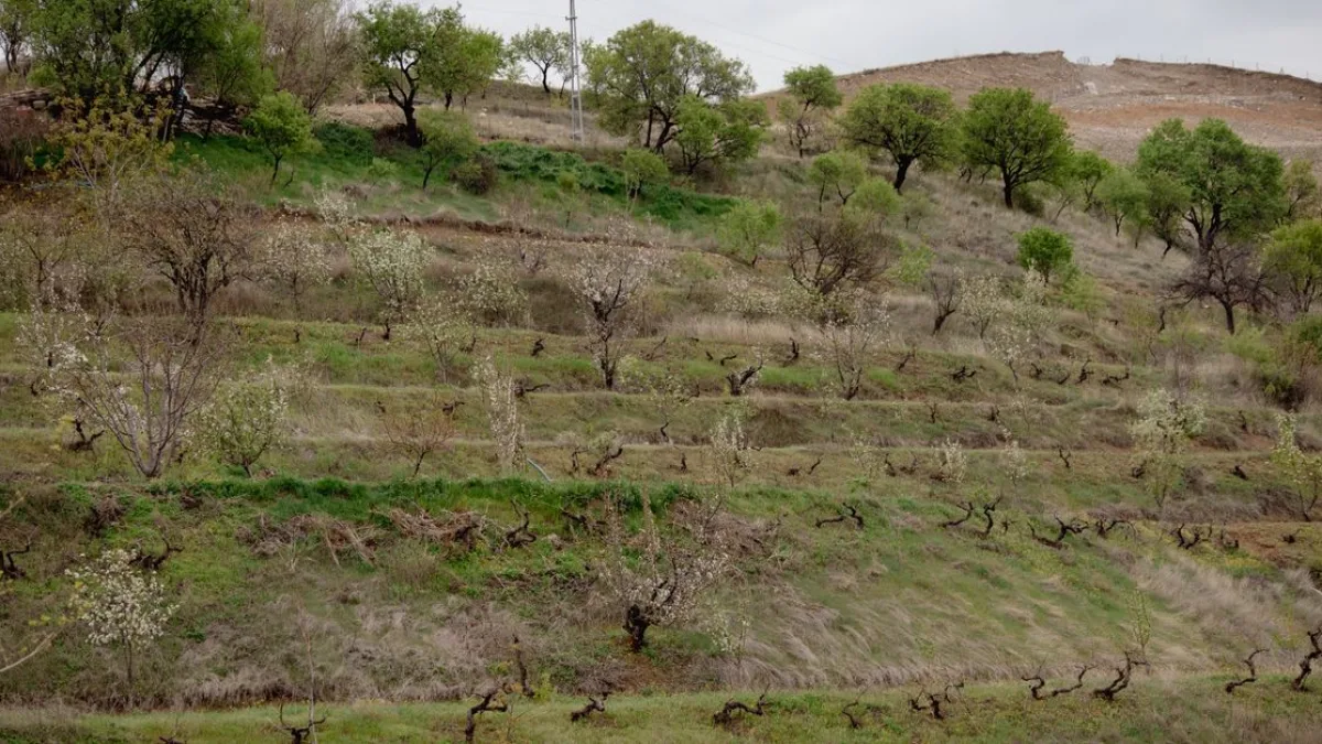 Yaşlı çiftçi, tek fidanla ormanlık alanı meyve bahçesine dönüştürdü